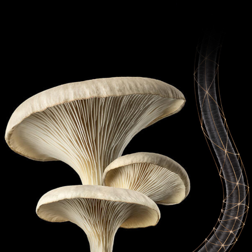 DYSON HF01 708 Chitosan Pre-Style Cream Straight to Wavy Light Conditioning (100ml)