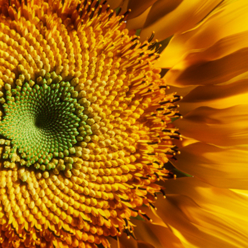 DYSON HF07 933 Omega Hydrating Hair Oil (30ml)